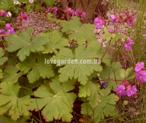 Герань садовая ( Geranium )